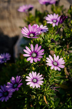Margarita morada, violeta con fondo de madera, naturaleza