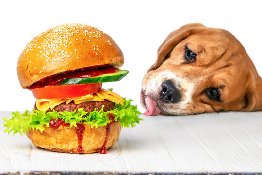 funny dog beagle looks and licks his mouth on an appetizing burger with meat and salad 