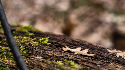 Blatt im Wald