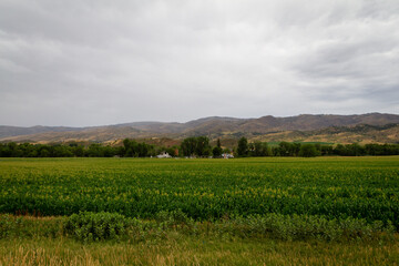 Fototapeta premium Farm_Fort Collins Colorado
