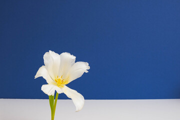 one blooming tulip on a blue background