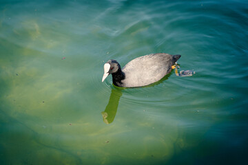 Fulica atra, focha común nadando en lago