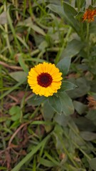 Colorful yellow flower in the outdoor side