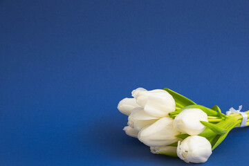 Fototapeta premium a bouquet of white beautiful tulips lies on a blue background