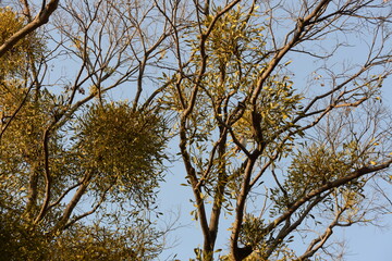 冬季に存在感のある常緑樹の宿り木
