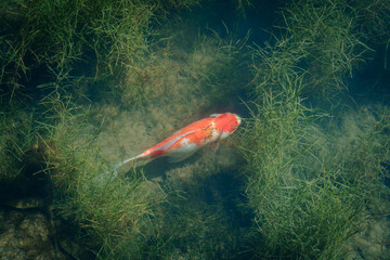 Pez koi nadando en un estanque