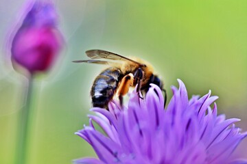 Biene an Schnittlauchblüte