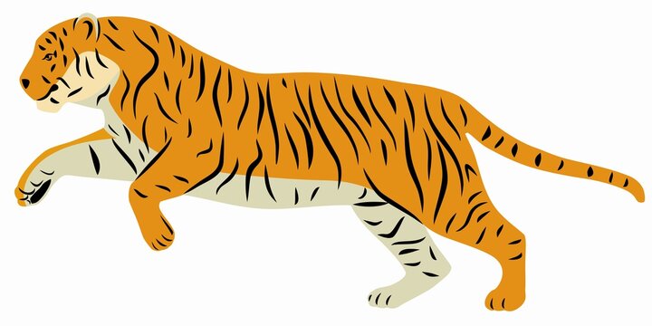 illustration of a tiger ,  vector drawing 