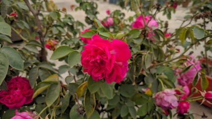 Love and a red rose cannot be hidden.
