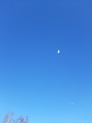 White swallow flies in the blue clear sky