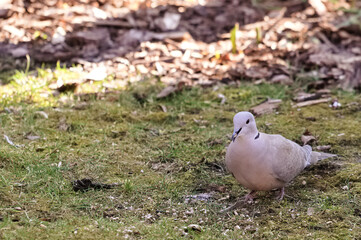 The pigeon eats seeds from the lawn in the garden 