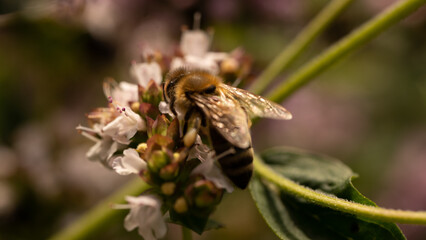 Bienen Makro