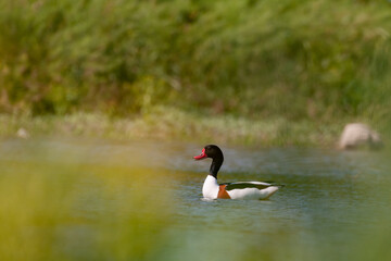 Common shelduck tadorna tadorna male in the habitat