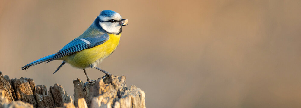 Blue tit Cyanistes caeruleus with peanuts in its beak. Copy space