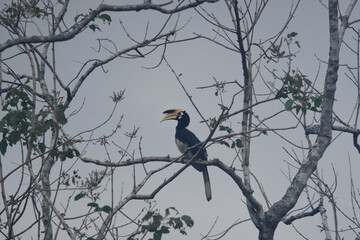 Oriental pied Hornbill in the forest. Oriental pied Hornbill is species birds, Smallest and most common of the Asian hornbills. Free space for text.