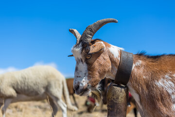 View of a group of mountain goats grazing in the field with a bell around their neck
