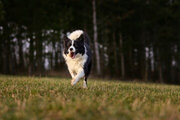 Sweet Border Collie Runs with Cone in its Mouth during Golden Hour. Adorable Black and White Dog being Active in Nature.