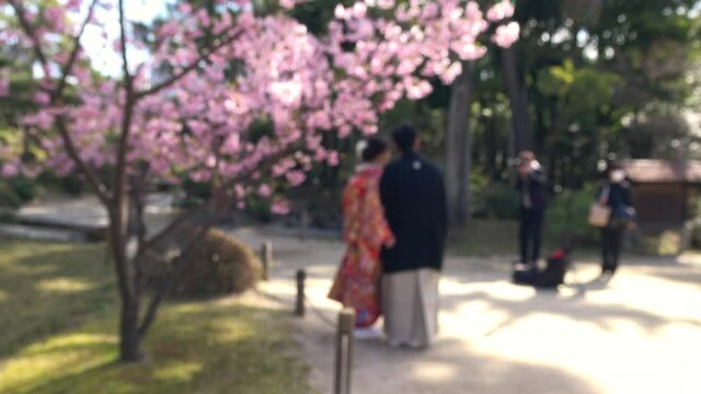 ぼかし背景素材: 着物姿で結婚式の前撮りをする若いカップル  桜と結婚写真撮影  4K  2021年3月広島市縮景園にて撮影