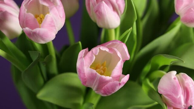 Bright pink white colorful tulips flowers blooming. Holiday bouquet rotating in circle on violet background. 4K video rotating in circle.