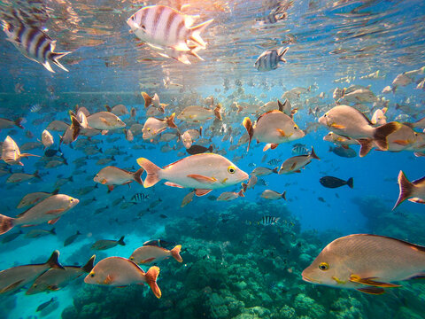 359 Best Banc De Poissons Images Stock Photos Vectors Adobe Stock