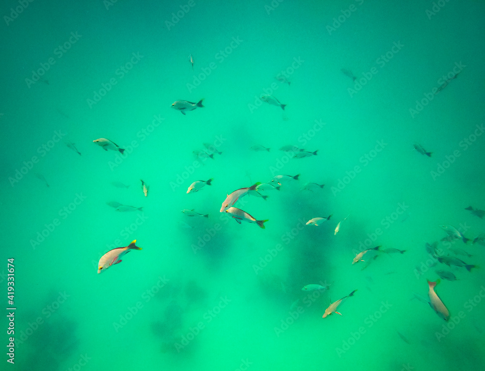 Poster Poissons de lagon à Rangiroa, Polynésie française