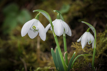 Detail shot of white flowering snowdrops