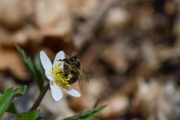 White anemone nemorosa flower with a bee in the forest in a sunny day. Wild anemone, windflowers, thimbleweed.