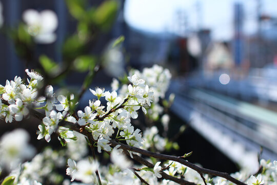 すももの花 の画像 1 708 件の Stock 写真 ベクターおよびビデオ Adobe Stock