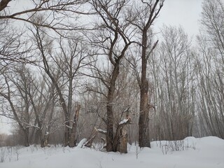 Winter forest during falling snow