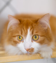 portrait of a red cat lying at home against a white wall. yellow cat eyes. super close-up