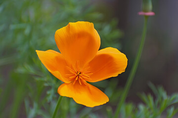 Obraz na płótnie Canvas Macro view of lonely fresh bright orange - yellow californian poppy flower