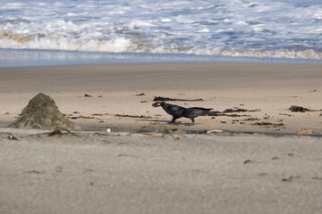Black Crows feeding on fish parts on the beach in Japan. A large beak and big piece of fish. Big Bird