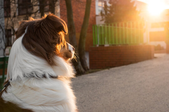 Adorable Australian Shepherd sitting in the sunshine.