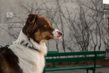 Adorable Australian Shepherd sitting in the sunshine. © Micha