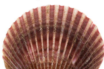 scallop shell isolated