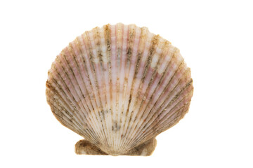 scallop shell isolated