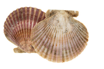 scallop shell isolated