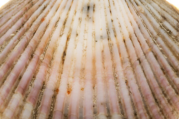 scallop shell isolated