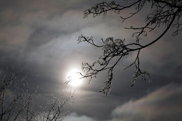 misty morning in the forest