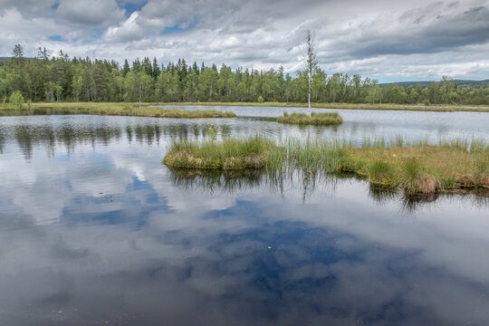 reflection of trees in water / Chalupska moor, Sumava national park, Czech Republic