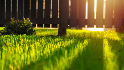 Green lawn on the background of sunset through a wooden fence