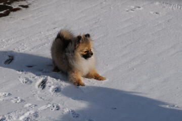 pomeranian spitz outdor portrate snow