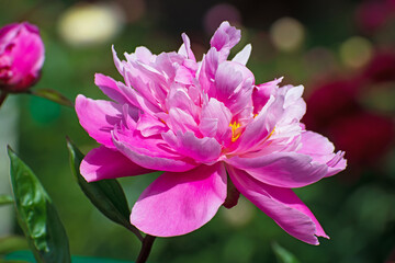 Obraz premium Amazing terry bright pink pion flower and one bud closeup