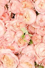 Many bright pink roses close up background.