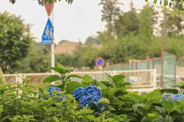 Hydrangea blooming in the garden after the rain/紫陽花