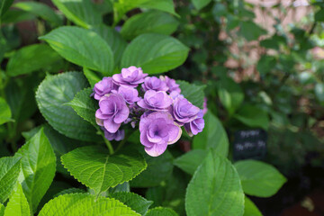 Purple little hydrangea/紫の小さなアジサイ