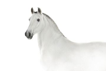 Fototapeta na wymiar White lusitano horse in high key close up portrait