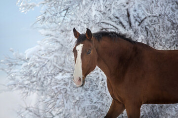 Obraz na płótnie Canvas Beautiful bay horse portrait in winter frozen forest