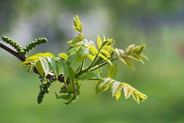 Nature view of  branch with fresh leaves and blossom seeds
