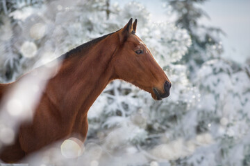 Beautiful bay horse portrait in winter frozen forest